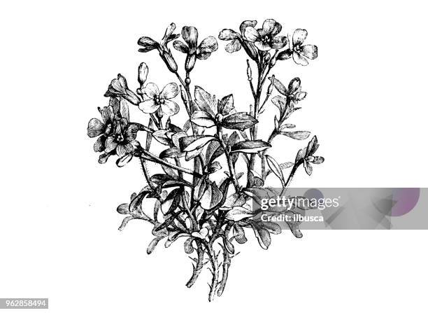 botany plants antique engraving illustration: aubrieta deltoidea - aubrieta stock illustrations
