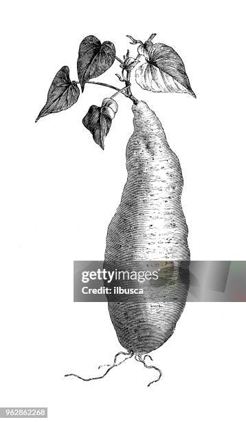 200 Patate Douce Illustrations - Getty Images