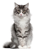 Norwegian Forest Cat (5 months old)