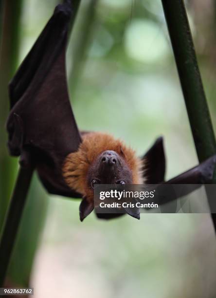 indian flying fox - pteropus giganteus stock pictures, royalty-free photos & images