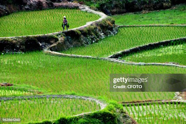 Farmers work in terraces in pingzhong village, ganbian township, congjiang county, guizhou province, China, May 26, 2018.