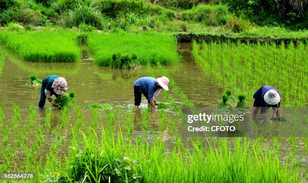Farmers work in terraces in pingzhong village, ganbian township, congjiang county, guizhou province, China, May 26, 2018.