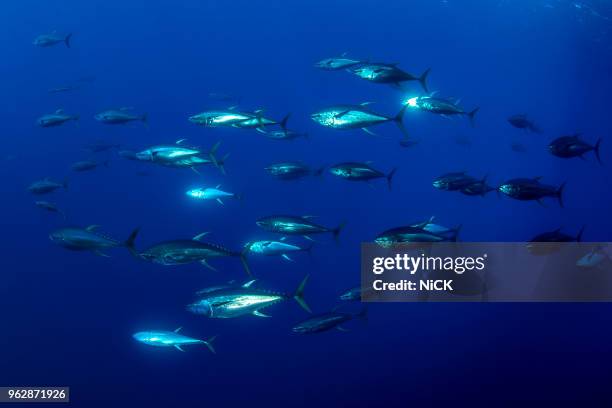 schooling tuna moving in the blue - pacific ocean stock pictures, royalty-free photos & images
