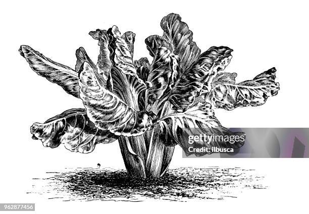 botany plants antique engraving illustration: white leaf beetroot - beetroot stock illustrations