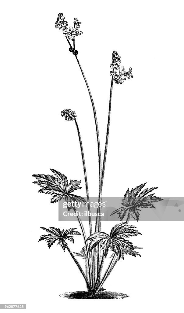 Botanik växter antik gravyr illustration: Begonia heracleifolia