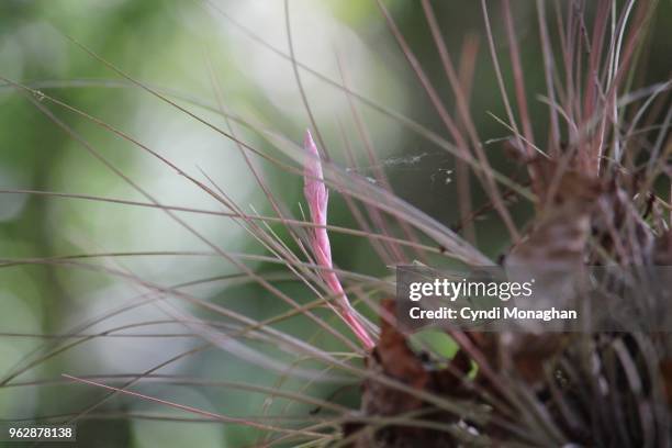 bromeliads growing in the wild - bromeliad stock pictures, royalty-free photos & images