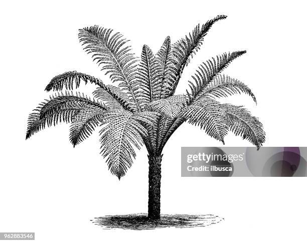 botany plants antique engraving illustration: blechnum brasiliense (brazilian dwarf tree fern) - tree fern stock illustrations