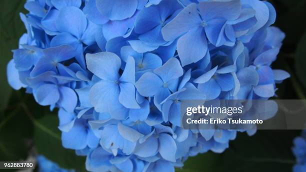 blue hydrangea - eriko tsukamoto foto e immagini stock