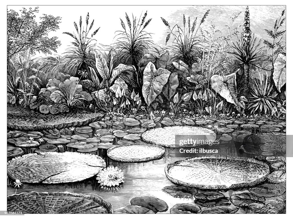 Botany plants antique engraving illustration: Giant Water Lily (Victoria Regia)