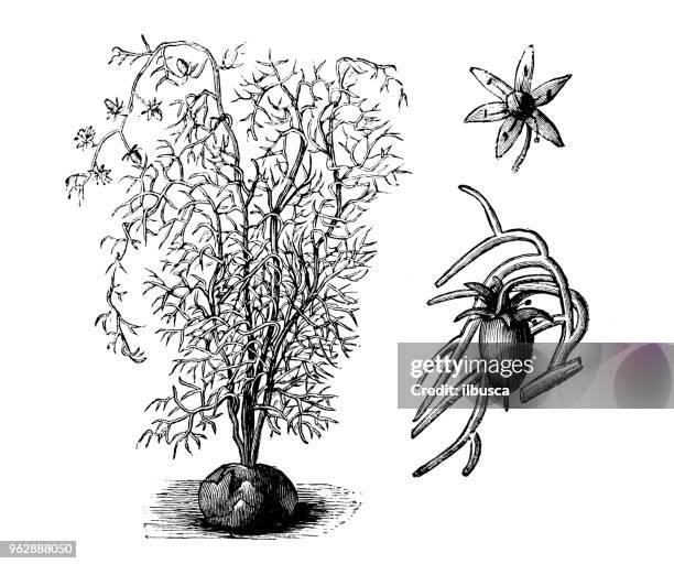 botany plants antique engraving illustration: bowiea volubilis - bowiea volubilis stock illustrations