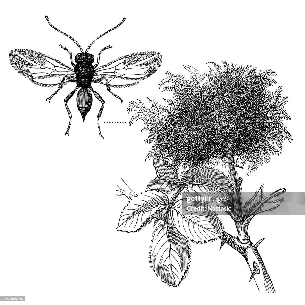 Rose gall caused by small wasp Diplolepis rosae