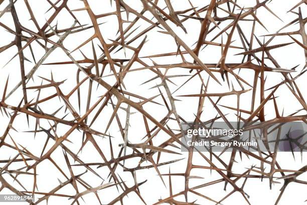 plant abstract background - thorn foto e immagini stock