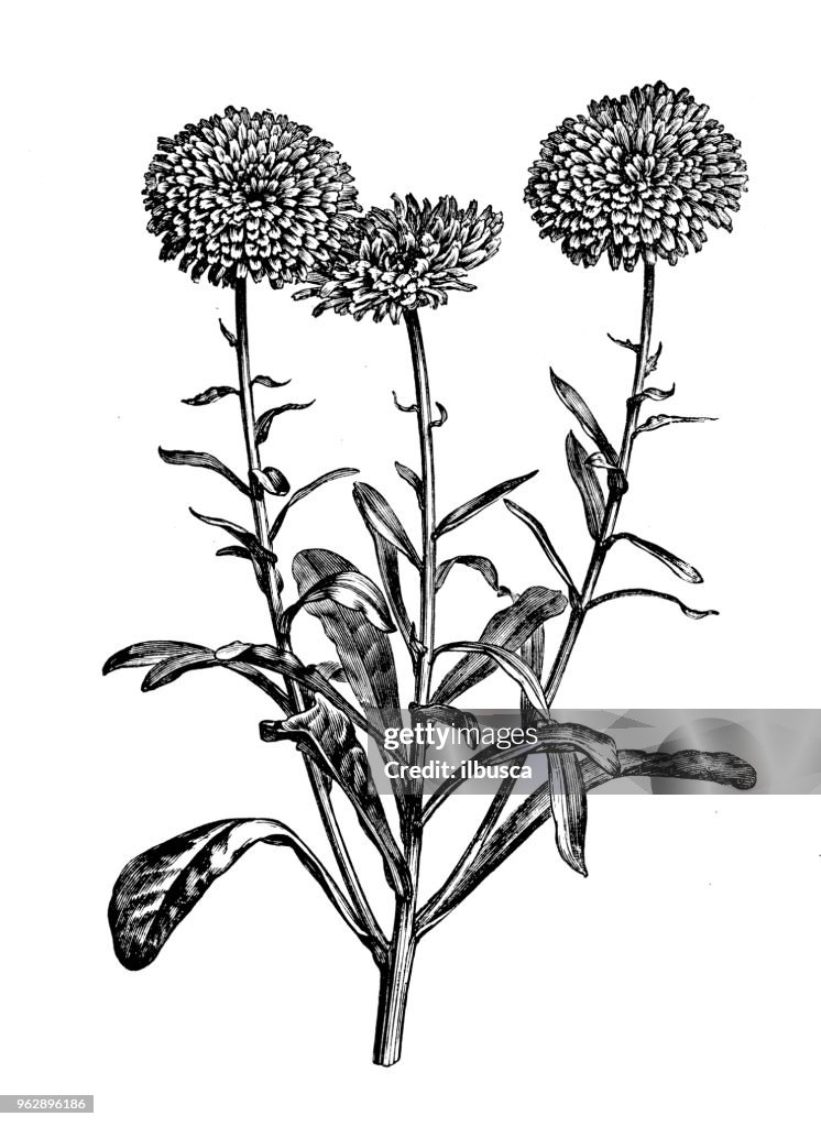 Botany plants antique engraving illustration: Calendula officinalis (pot marigold, ruddles, common marigold, Scotch marigold)