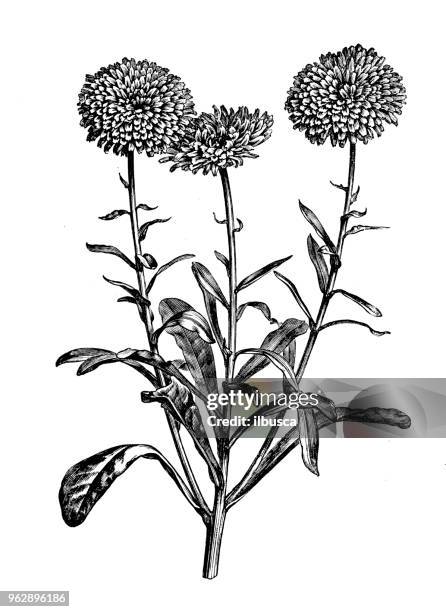 botany plants antique engraving illustration: calendula officinalis (pot marigold, ruddles, common marigold, scotch marigold) - buttercup family stock illustrations