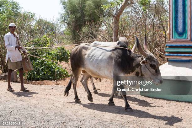 Farmer with a cow on a leash in a rural area. On the right side a colourful pillar.