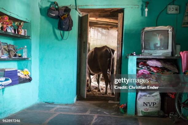 Cow from behind at the entrance of a cottage. The walls are painted with turquoise paint. The floor is tiled.In the meantime some villages are...