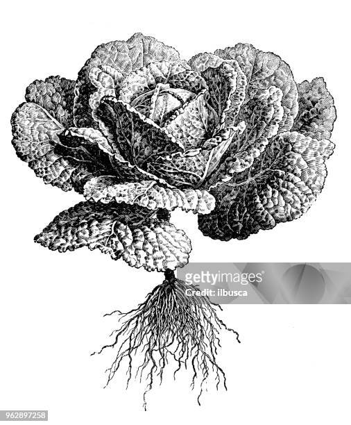 botany plants antique engraving illustration: savoy cabbage - cabbage flower stock illustrations