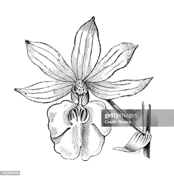 botany plants antique engraving illustration: calanthe veitchii - veitchii stock illustrations