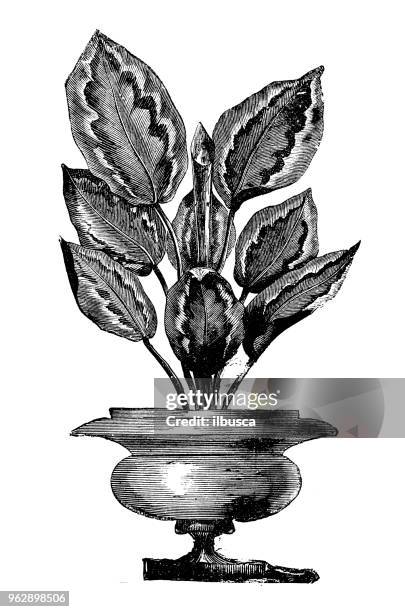 botany plants antique engraving illustration: calathea veitchiana (veitchii) - veitchii stock illustrations