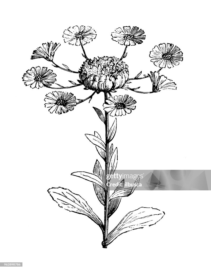 Botany plants antique engraving illustration: Calendula officinalis prolifera