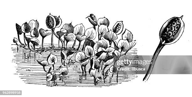botany plants antique engraving illustration: calla palustris (bog arum, marsh calla, wild calla, squaw claw) - old squaw stock illustrations