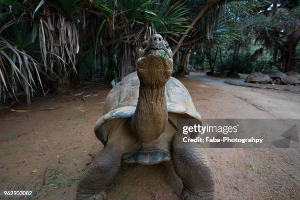 giant seychelles tortoise gazing in vanille reserve park. mauritius - セイシェルリクガメ ストックフォトと画像