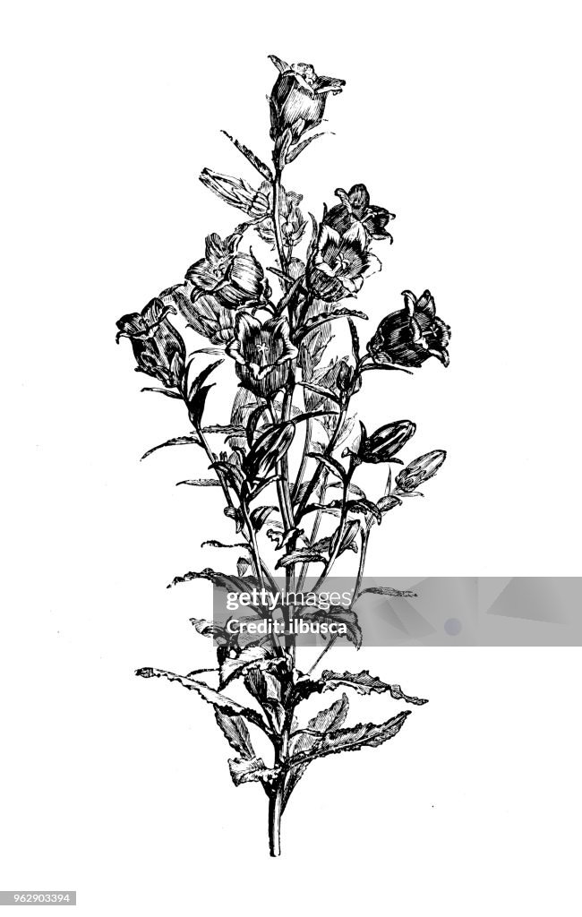 Botany plants antique engraving illustration: Campanula Medium