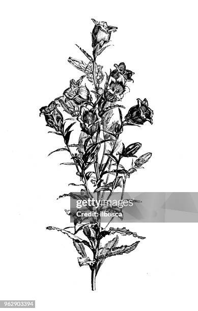botany plants antique engraving illustration: campanula medium - canterbury bell stock illustrations