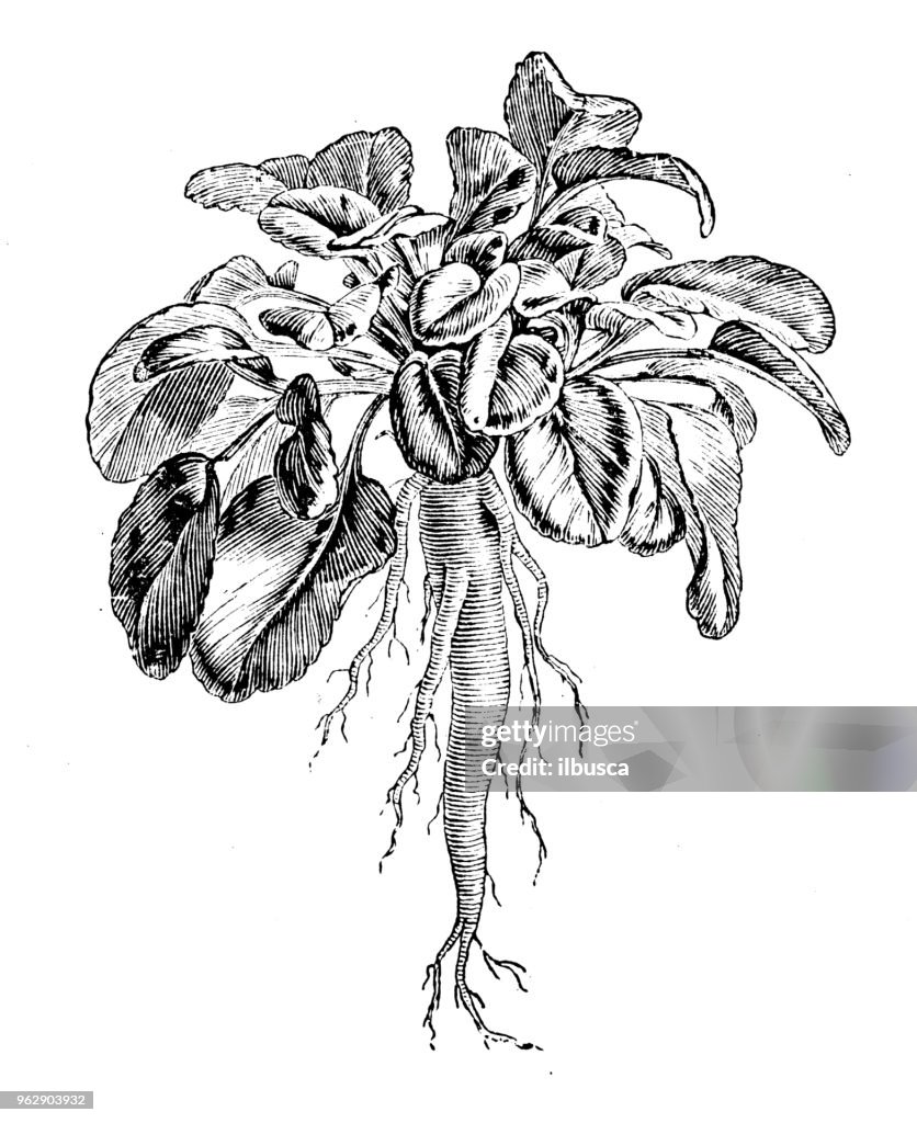 Botany plants antique engraving illustration: Campanula rapunculus (rampion bellflower, rampion)