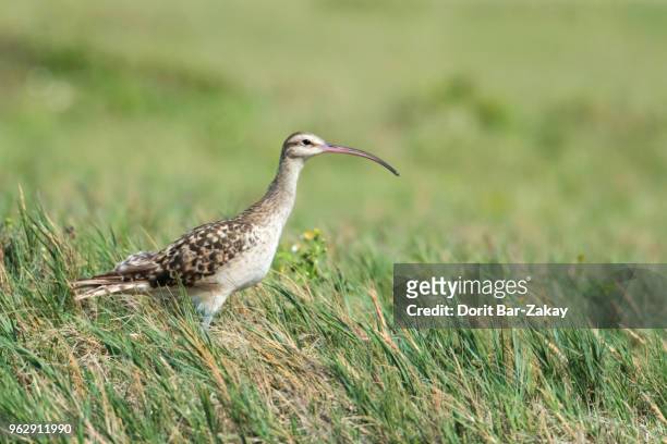 bristle-thighed curlew (numenius tahitiensis) - vulnerable species stock pictures, royalty-free photos & images