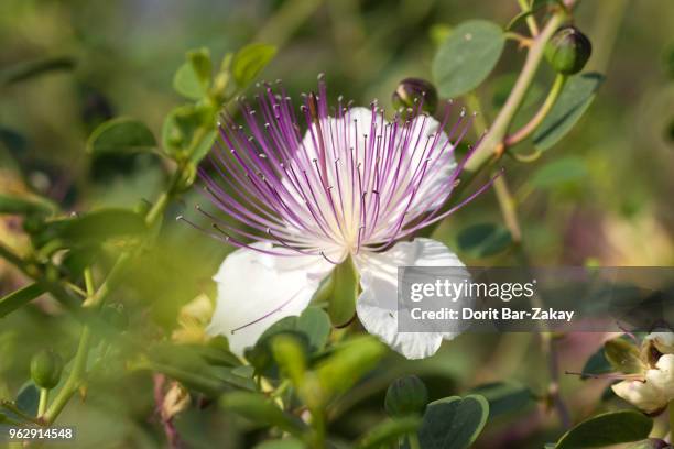 common caper (capparis spinosa) - kapris bildbanksfoton och bilder