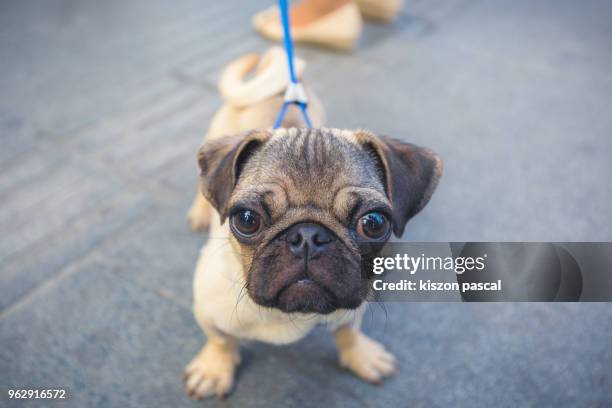 cute little pug in the street with funny and expressive face - cute pug - fotografias e filmes do acervo