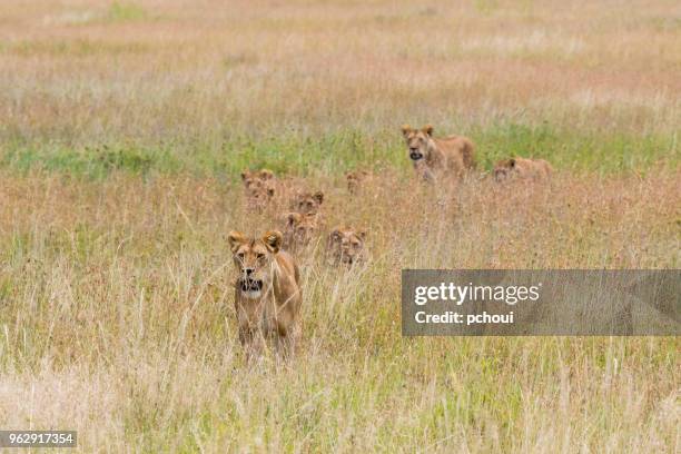 lion family walking in grass, africa - pchoui stock pictures, royalty-free photos & images