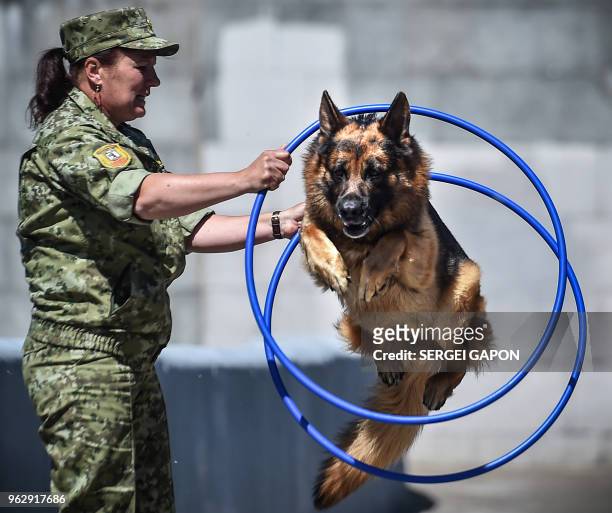 Servicewoman demonstrates her dog's skills during a show devoted to the 100th anniversary of the Belarussian Border Guard Service in Minsk, on May...