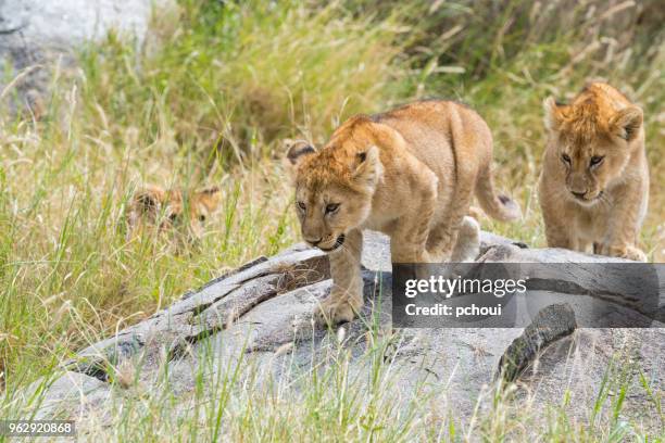 löwen cubs, afrika - pchoui stock-fotos und bilder