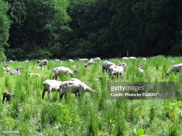 shorn flock of sheep on a sunny forest glade - ela2007 fotografías e imágenes de stock
