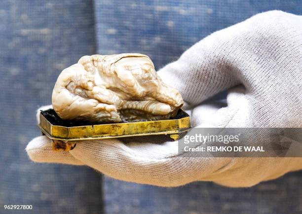 This picture taken on May 27, 2018 shows the Chinese-Dutch "Sleeping Lion Pearl" during a viewing day at the Pulchri Studio in The Hague. - The...