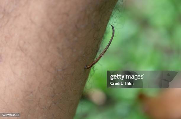 a slug, a leech,  bloodsucker - feet sucking stock pictures, royalty-free photos & images