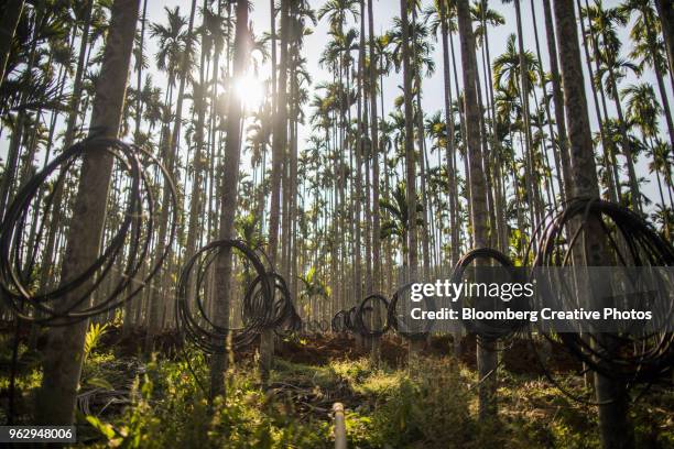 an areca nut farm - betelpalme stock-fotos und bilder