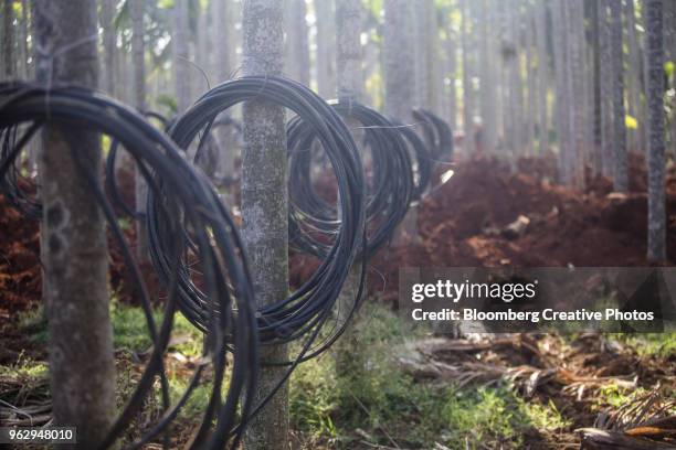 an areca nut farm - areca palm tree stock pictures, royalty-free photos & images