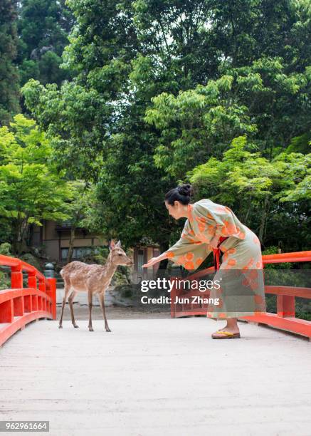 asiatische frau im yukata spielt wilde rehe auf miyajima, japan - miyajima stock-fotos und bilder