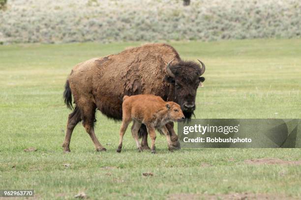 Bison Ranch Images Bison Ranch Photos and Premium High Res Pictures - Getty Images