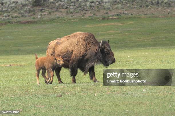 Bison Ranch Images Bison Ranch Photos and Premium High Res Pictures - Getty Images