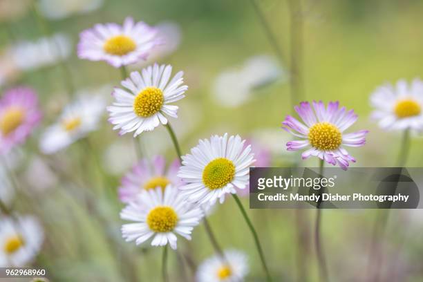 bellis perennis (daisy) - ヒナギク ストックフォトと画像