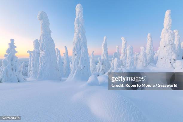 trees covered with snow at dawn, riisitunturi national park, posio, lapland, finland - deep snow stockfoto's en -beelden