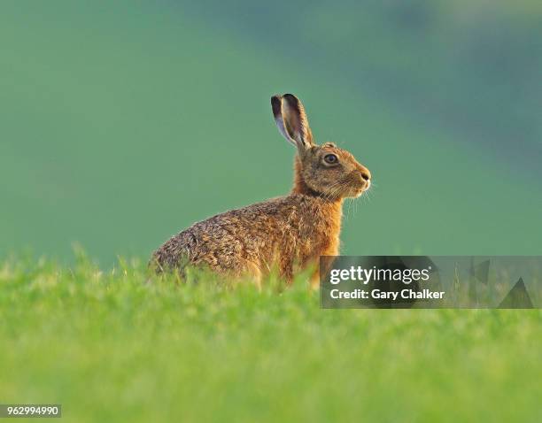 hare [lepus europaeus] - lepus europaeus stock pictures, royalty-free photos & images