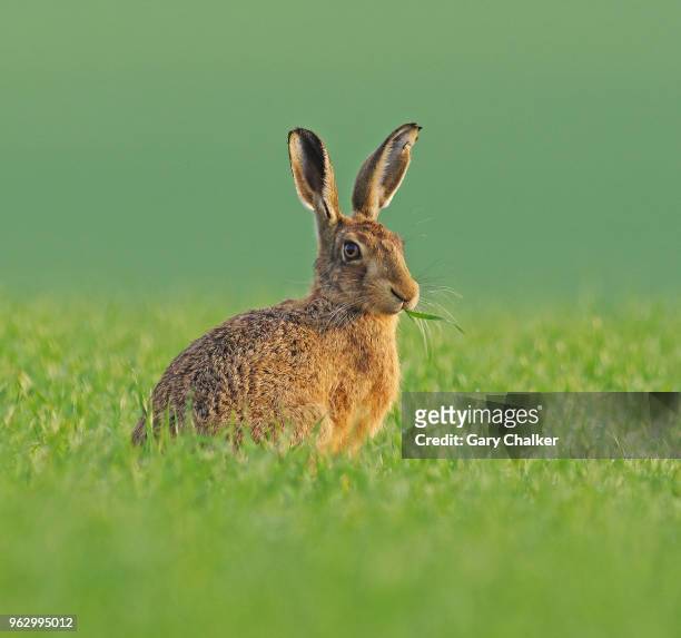 hare [lepus europaeus] - hare 個照片及圖片檔