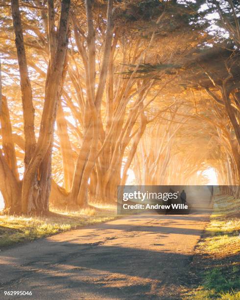 man walking away in tree tunnel - cypress tree stockfoto's en -beelden