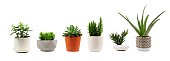 Various indoor cacti and succulents in pots isolated on white