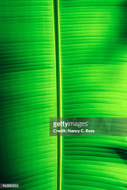 green leaf, retroiluminación, planta, tropical y decorada de manera vistosa y fresca, primer plano, fondo abstracto - nancy ross fotografías e imágenes de stock